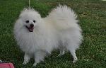Cães