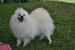 Cães