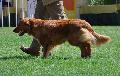 Nova Scotia Duck Tolling Retriever