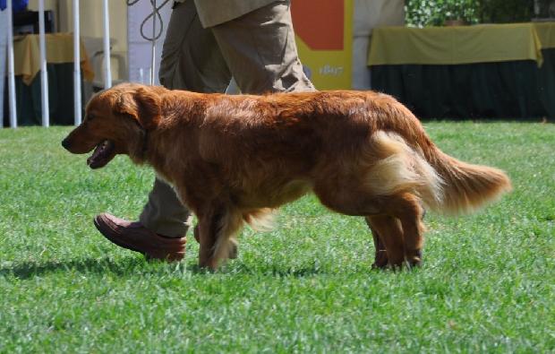 Nova Scotia Duck Tolling Retriever