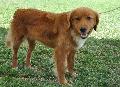 Nova Scotia Duck Tolling Retriever