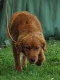 Nova Scotia Duck Tolling Retriever