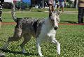 Collie de Pêlo Curto
