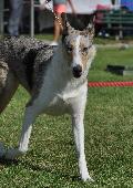 Smooth Collie