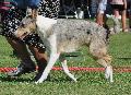 Collie de pêlo curto