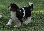 Cães
