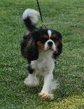 Cavalier King Charles