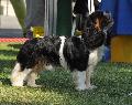 Cavalier King Charles