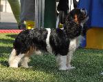Cães