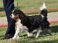 Cavalier King Charles