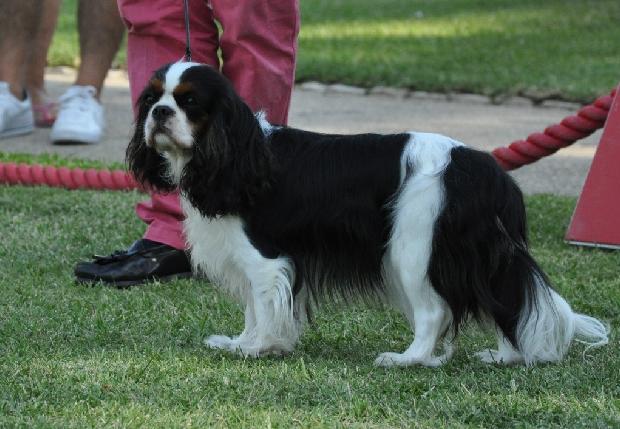 Cavalier King Charles
