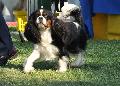 Cavalier King Charles