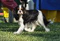 Cavalier King Charles