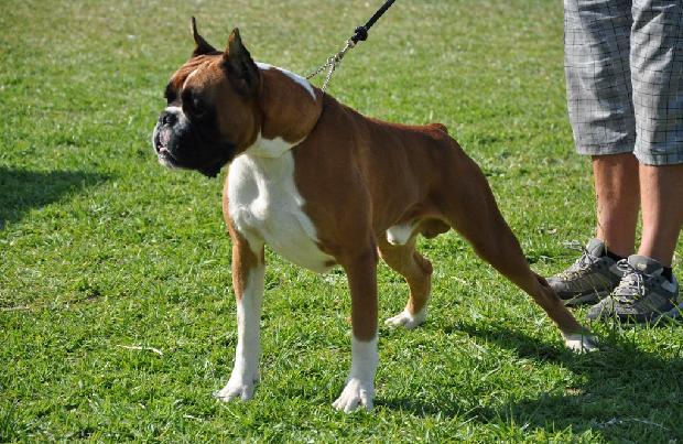 Boxer