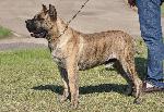 Cães