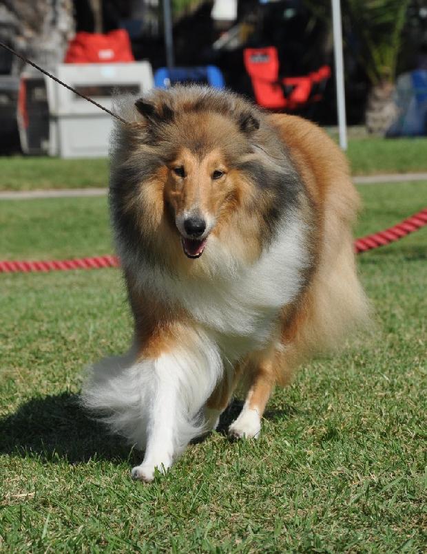 Collie de Pêlo Comprido
