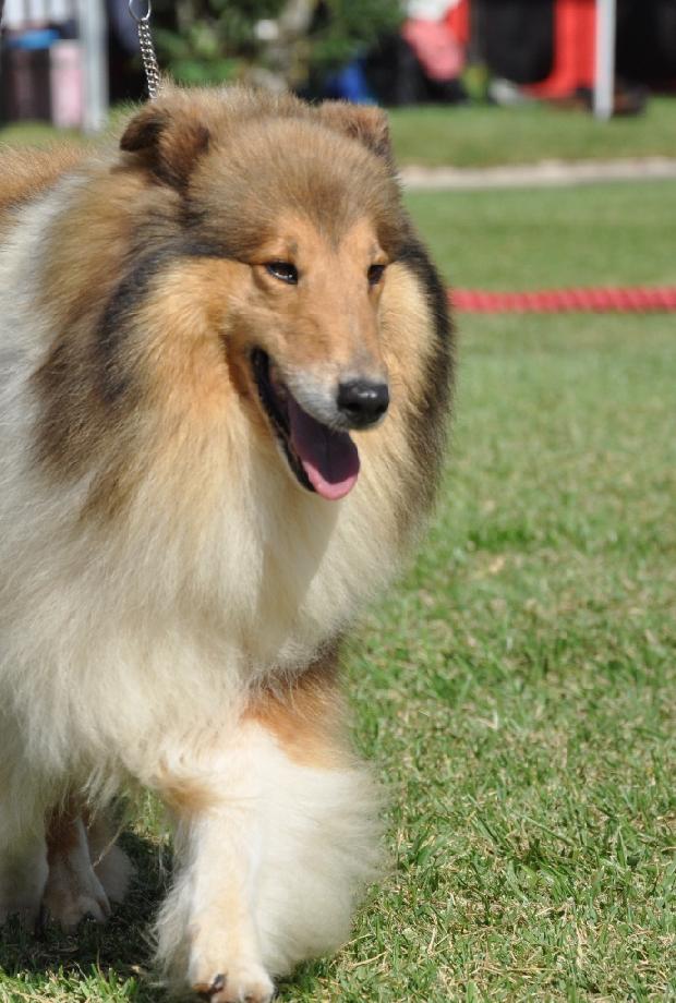 Collie de Pêlo Comprido