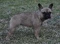 Bouledogue Francês