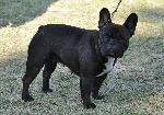 Cães