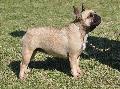 Bouledogue Francês