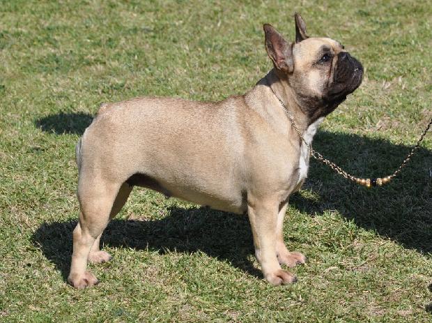 Bouledogue Francês