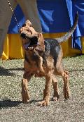 Bloodhound