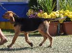 Cães