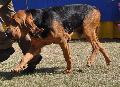 Bloodhound