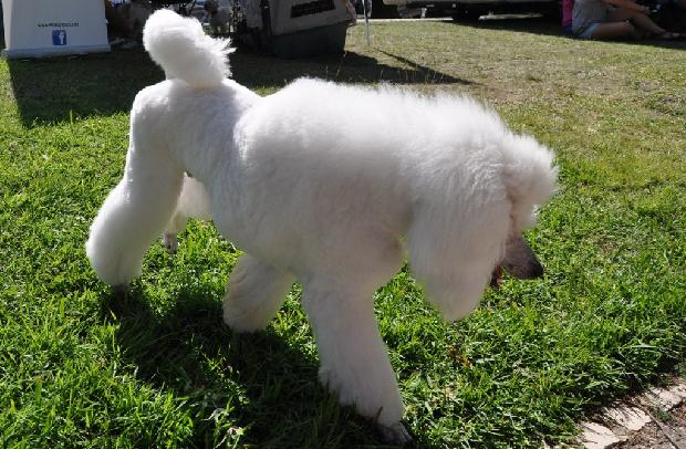 Caniche grande Branco