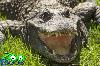 Crocodilo transferido do Parque Zoológico de Lagos para França