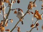 Aves