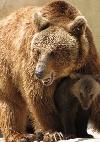 Jardim Zoológico celebra o nascimento de duas crias de Urso-pardo