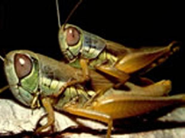 Gafanhotos