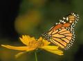 Borboleta