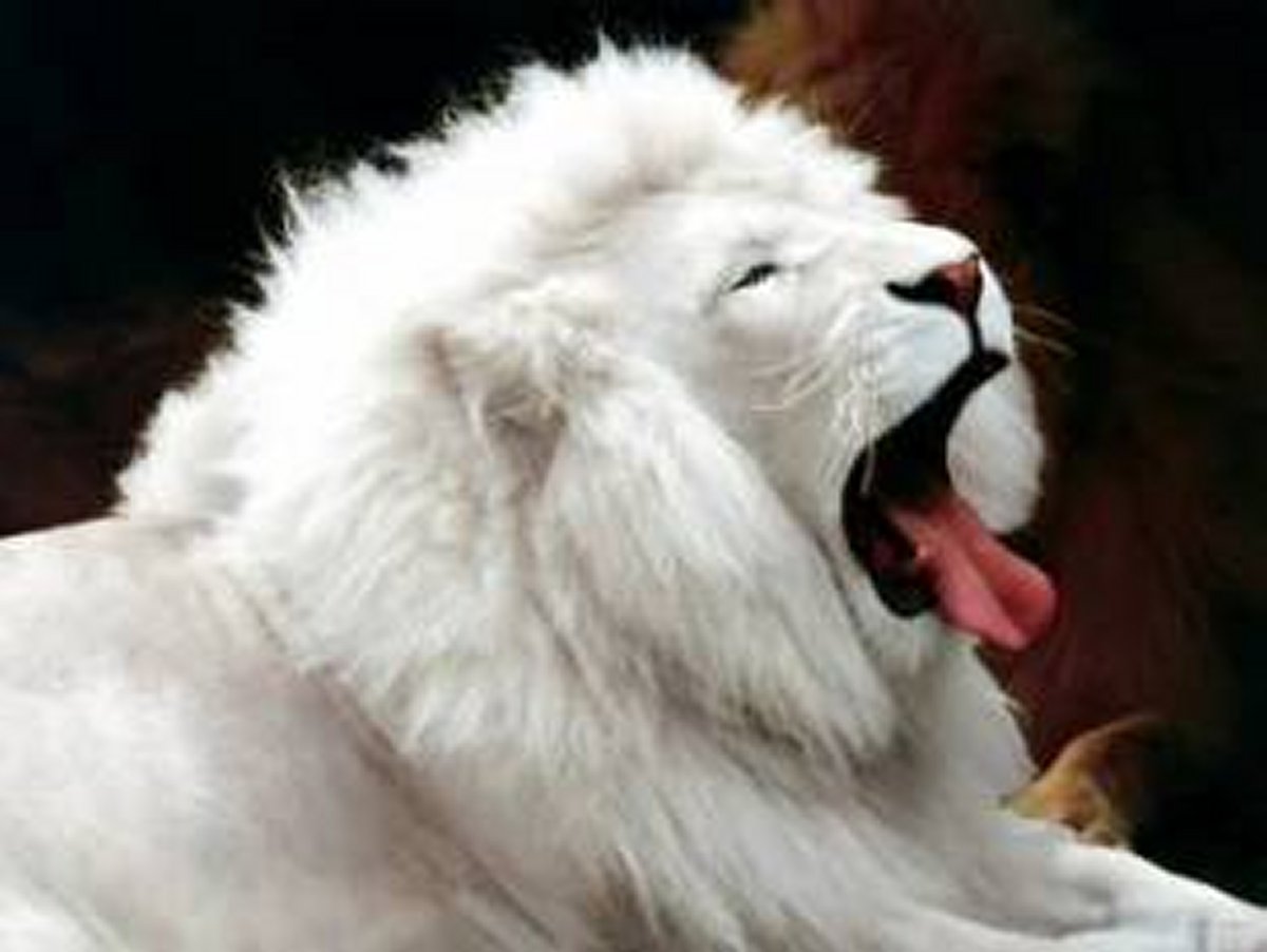 Animais > Grandes felinos > Leão > Leão branco
