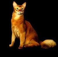 Originários de África