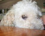 Cães