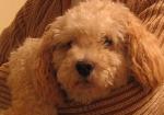 Cães