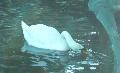 Cisne