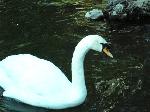 Aves