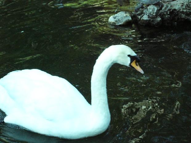 Cisne