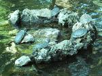 Tartaruga-de-face-rosada <i>(Trachemys scripta elegans)</i>