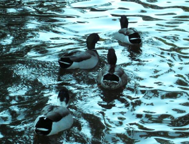 Patos-reais