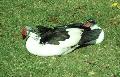 Patos