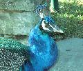 Pavão