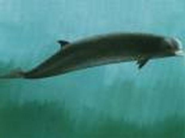 Baleia-de-bico-de-garrafa