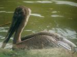 Aves