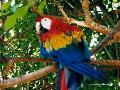 Arara