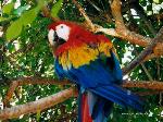 Aves