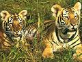 Tigres